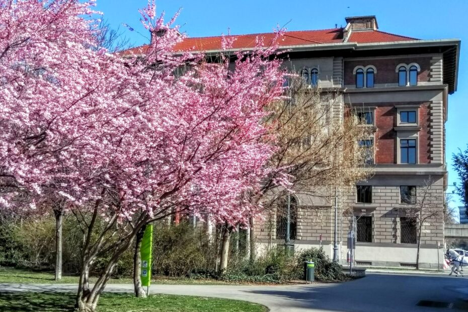 Rosablühender Strauch vor Palais
